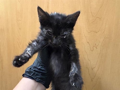 FEY - Domestic Short Hair available for adoption