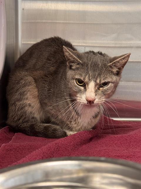 MONICA - Domestic Short Hair available for adoption