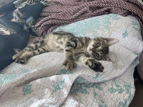 SAGE - Domestic Short Hair available for adoption