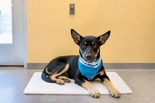 LEMMY - German Shepherd Dog available for adoption