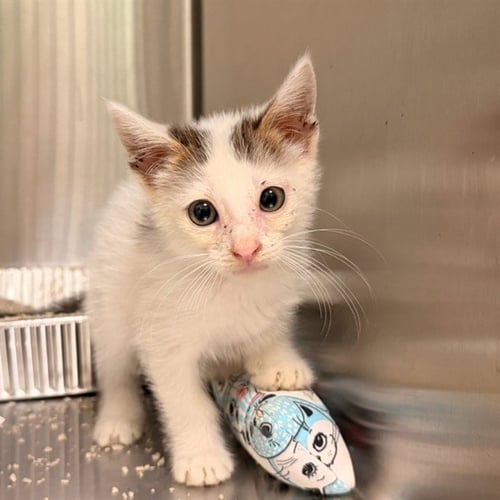 COOLWHIP - Domestic Short Hair available for adoption