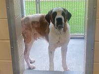 MARLEY - Photo 1