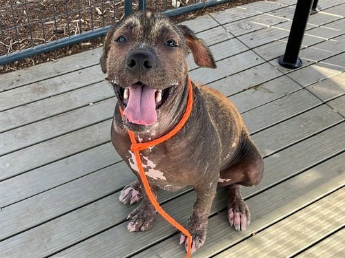 FRANCIS - Mexican Hairless available for adoption