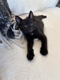COAL - SITTIN W/ KITTENS - Photo 1