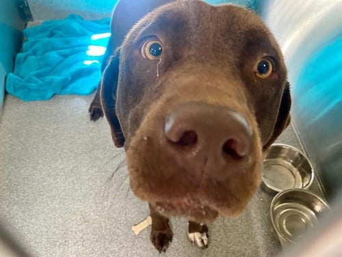 BUDDY - Labrador Retriever available for adoption