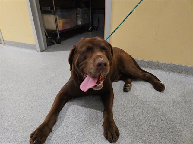 REMINGTON - Labrador Retriever available for adoption