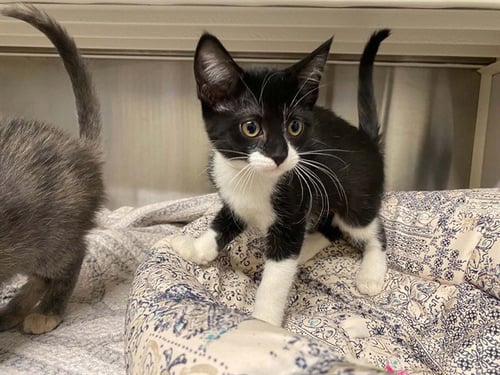 ROSALINA - Domestic Short Hair available for adoption