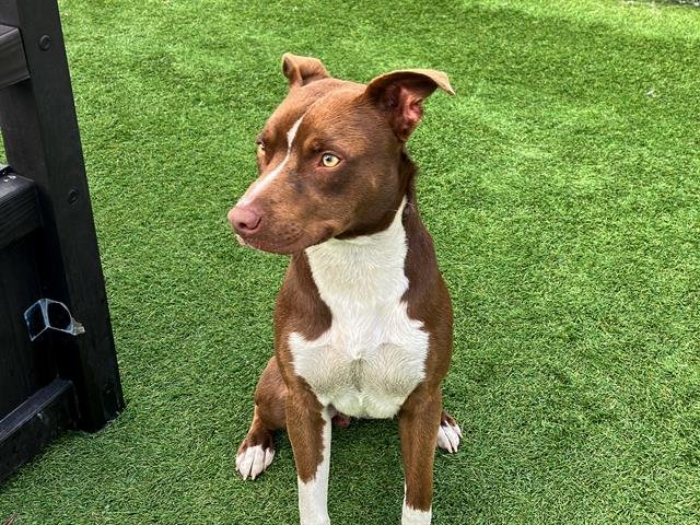 SHILOH - Pit Bull Terrier available for adoption