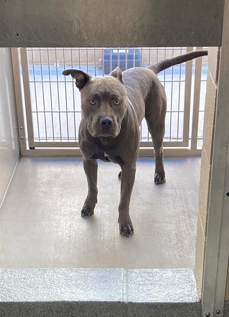 TWISTER - Pit Bull Terrier available for adoption