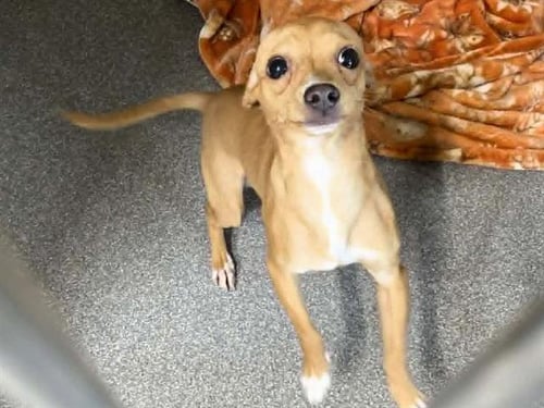 STARK - Chihuahua available for adoption