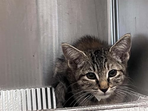 IVY - Domestic Short Hair available for adoption