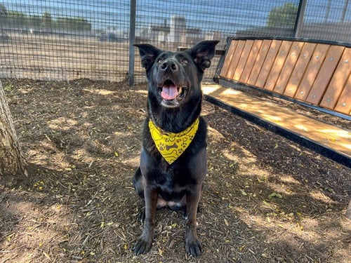KONA - Labrador Retriever / German Shepherd Dog available for adoption