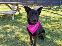 KONA - Photo 1