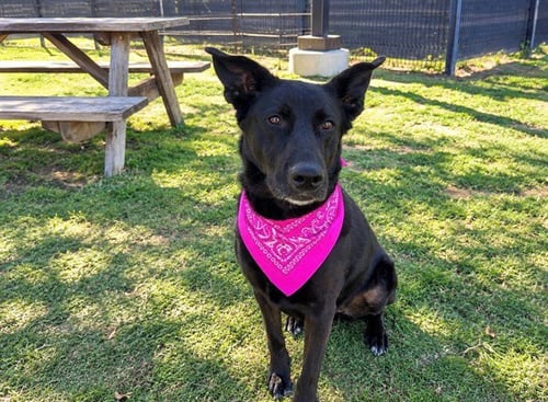 KONA - Labrador Retriever / German Shepherd Dog available for adoption