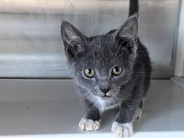 PRIMO - Domestic Short Hair available for adoption