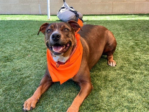 XENA - Pit Bull Terrier available for adoption