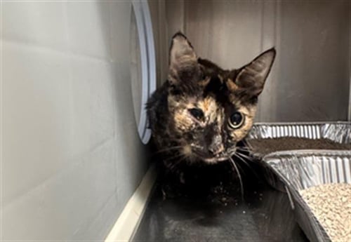 RHUBARB +2 - Domestic Short Hair available for adoption