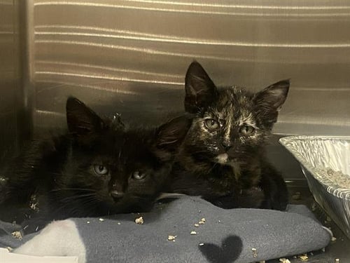 EMILIA - Domestic Short Hair available for adoption