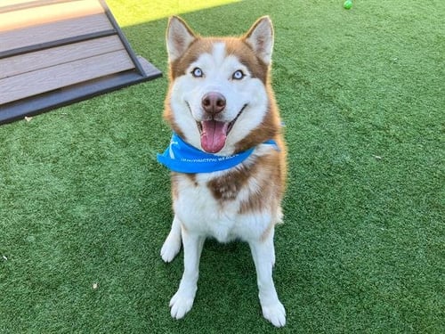TOAD - Siberian Husky available for adoption