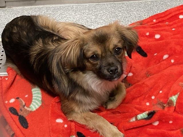 WONDERBOY - Pekingese available for adoption