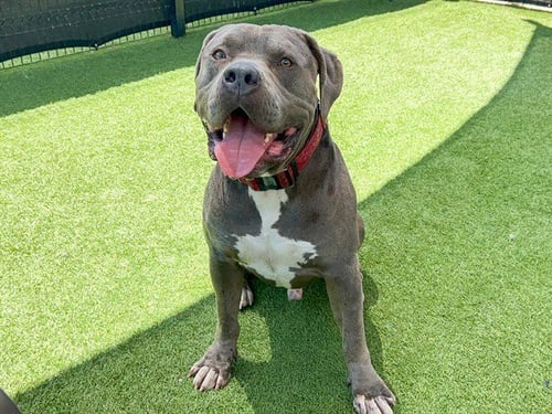 GIMLI - Pit Bull Terrier available for adoption