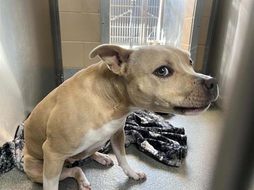 TABITHA - Pit Bull Terrier available for adoption