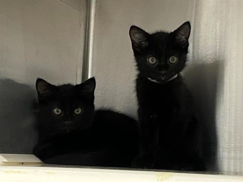 MISS APPEAR - Domestic Short Hair available for adoption