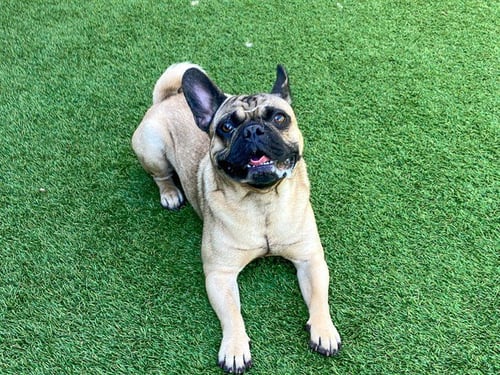 PUNCHIE - French Bulldog / Pug available for adoption