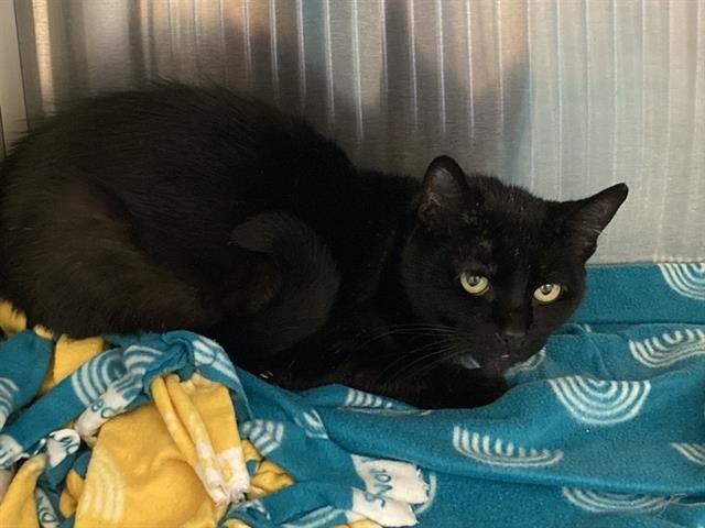 PATRICIA - Domestic Short Hair available for adoption