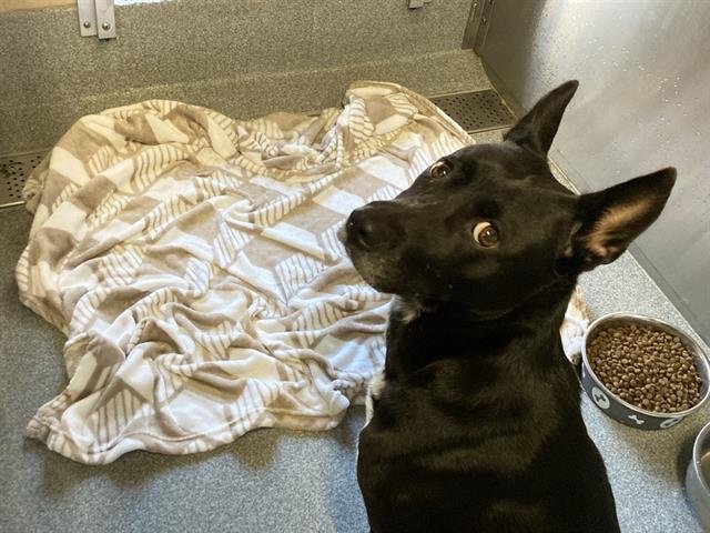 MATTIE - Australian Cattle Dog/Blue Heeler available for adoption