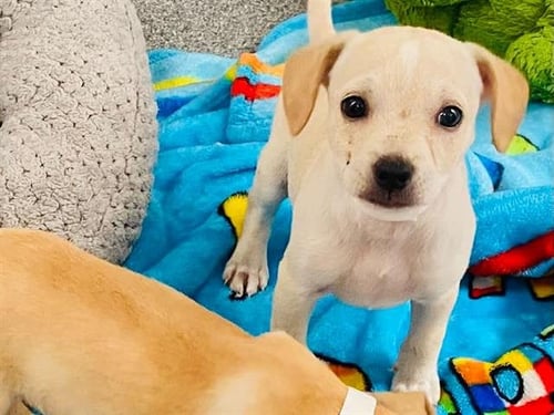 PINOCCHIO - Chihuahua available for adoption