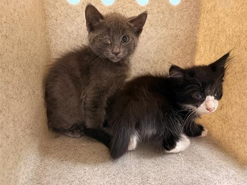 A1978380 - Domestic Short Hair available for adoption