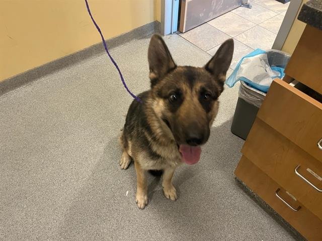 LALI - German Shepherd Dog available for adoption