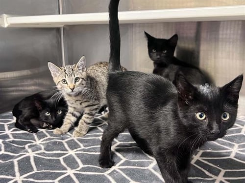 MORSEL - Domestic Short Hair available for adoption