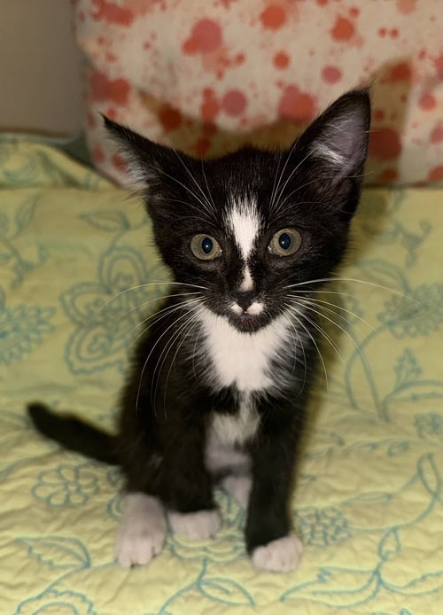 SARAH - Tuxedo available for adoption