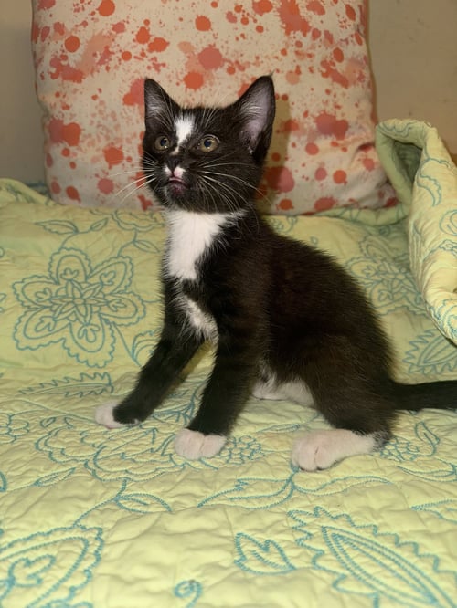 SARAH - Tuxedo available for adoption