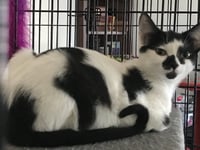 Stella - Photo 3