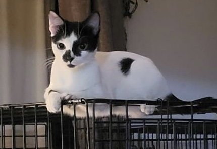 STELLA - Domestic Short Hair / Siamese for adoption in Houston