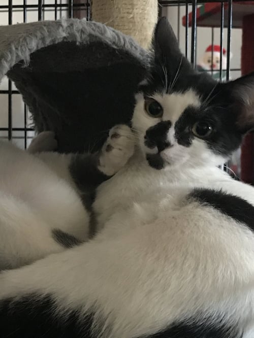 STELLA - Domestic Short Hair / Siamese available for adoption