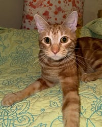 Chuck - Photo 3
