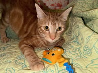 Chuck - Photo 2