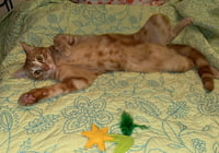 Chuck - Photo 4