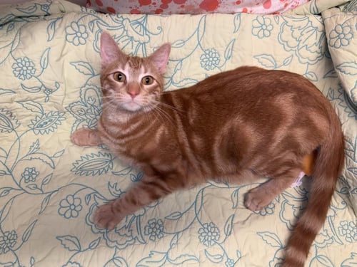 CHUCK - Domestic Short Hair available for adoption