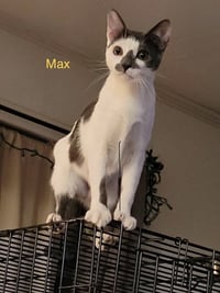 Max - Photo 1