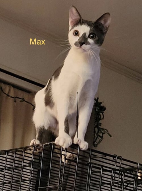 MAX - Domestic Short Hair for adoption in Houston