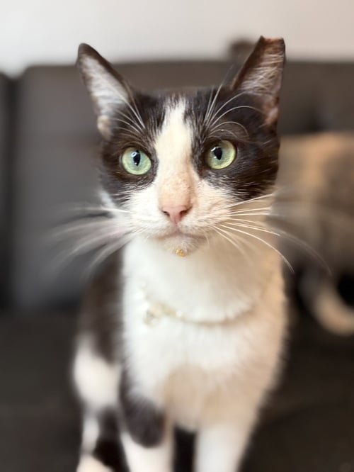 MADDIE - Domestic Short Hair available for adoption