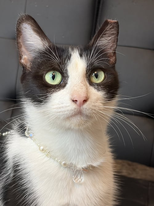 MADDIE - Domestic Short Hair available for adoption