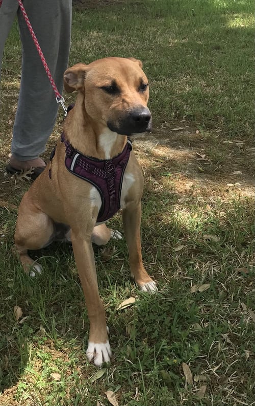SISSY - Labrador Retriever / Boxer for adoption in Houston