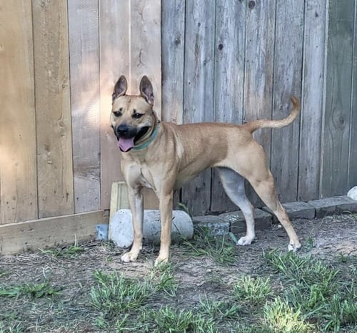 KAPRIEE - Labrador Retriever / Boxer for adoption in Houston