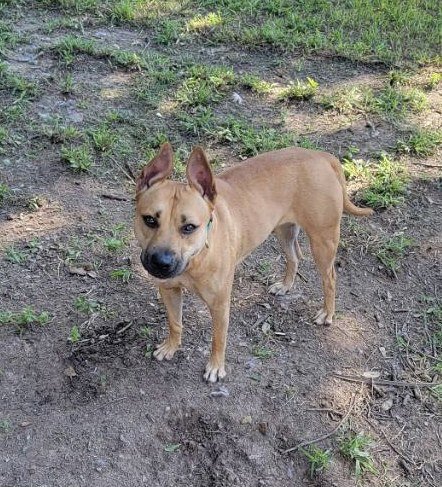 KAPRIEE - Labrador Retriever / Boxer available for adoption